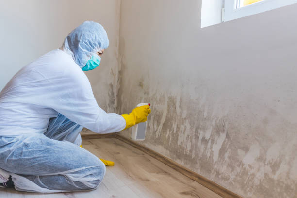 Licensed Commercial Mold Remediation service in Syosset, NY - WQB Mold Removal
